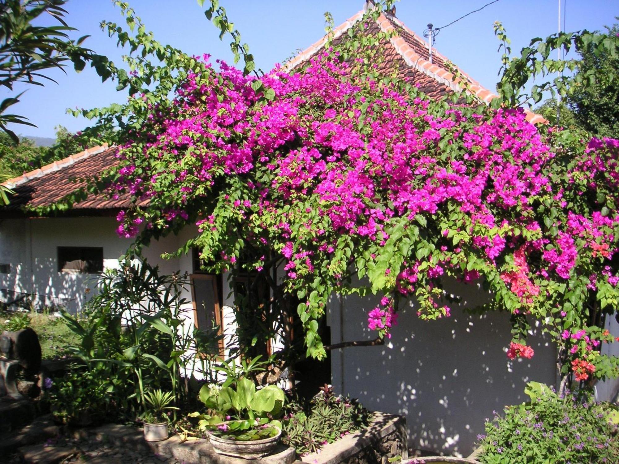 Sananda Bungalow لوفينا المظهر الخارجي الصورة